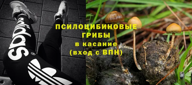 Псилоцибиновые грибы MAGIC MUSHROOMS  как найти   Белореченск 